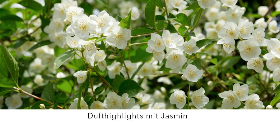 Jasmin- Pudrig - Weich - Sanft